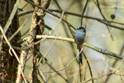 Staartmees (Aegithalos caudatus)