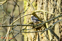 Staartmees (Aegithalos caudatus)