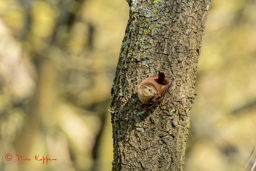 Winterkoning (Troglodytes troglodytes)