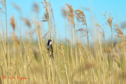 Rietgors (Emberiza schoeniclus)