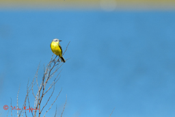 Gele Kwikstaart (Motacilla flava)
