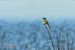 Gele Kwikstaart (Motacilla flava)
