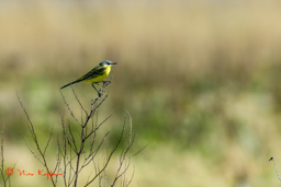 Gele Kwikstaart (Motacilla flava)