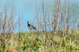 Kievit (Vanellus vanellus)