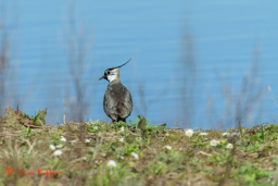 Kievit (Vanellus vanellus)
