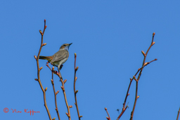 Blauwborst (Luscinia svecica)
