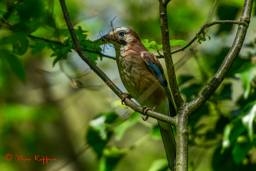 Gaai (Garullus gladarius)