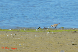 Kleine Plevier (Charadrius dubius)