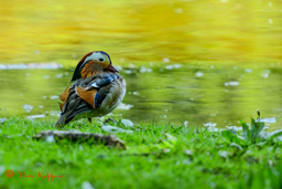 Mandarijneend (Aix galericulata)