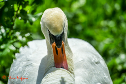 Knobbelzwaan (Cygnus olor)