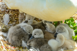 Knobbelzwaan (Cygnus olor)
