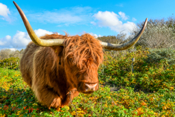 Schotse Hooglander