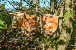 Schotse Hooglander