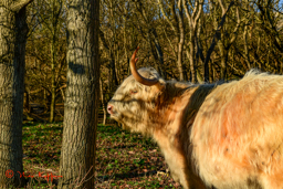 Schotse Hooglander
