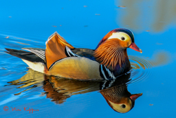 Mandarijneend (Aix galericulata)