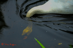 Knobbelzwaan (Cygnus olor)