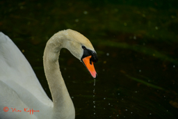 Knobbelzwaan (Cygnus olor)