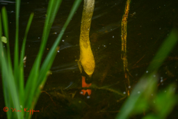 Knobbelzwaan (Cygnus olor)