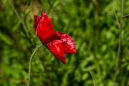 Klaproos of Papaver