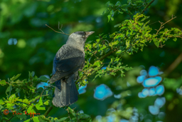 Kauw (Corvus monedula)