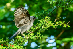 Kauw (Corvus monedula)
