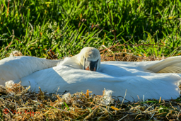 Knobbelzwaan (Cygnus olor)