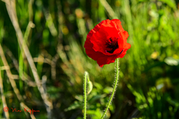 Klaproos of Papaver
