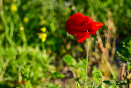 Klaproos of Papaver