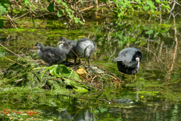 Meerkoet (Fulica atra)