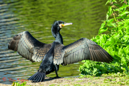 Aalscholver (Phalacrocoax carbo)