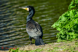 Aalscholver (Phalacrocoax carbo)