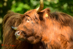 Schotse Hooglander