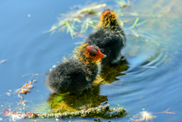 Meerkoet (Fulica atra)