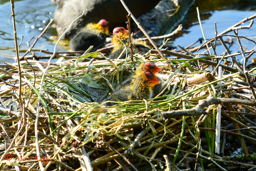 Meerkoet (Fulica atra)