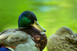 Wilde eend (Anas platyrhynchos)