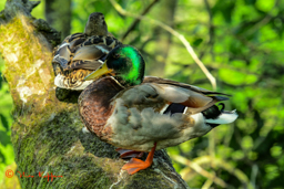 Wilde eend (Anas platyrhynchos)