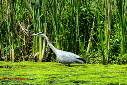 Blauwe Reiger (Ardea Cinerea)