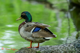 Wilde eend (Anas platyrhynchos)