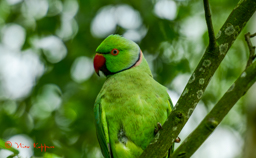 Halsbandparkiet (Psittacula krameri)