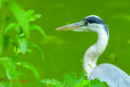 Blauwe Reiger (Ardea Cinerea)