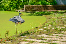 Blauwe Reiger (Ardea Cinerea)