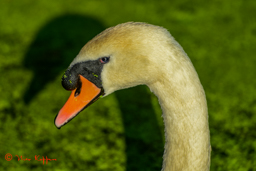 Knobbelzwaan (Cygnus olor)