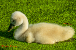 Knobbelzwaan (Cygnus olor)