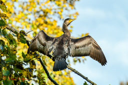 Aalscholver (Phalacrocoax carbo)