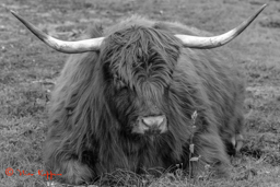 Schotse Hooglander