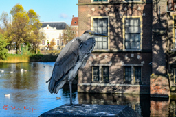 Blauwe Reiger (Ardea Cinerea)