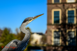 Blauwe Reiger (Ardea Cinerea)