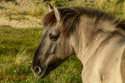 Wild fjordenpaard