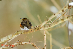 Koperwiek (Turdus iliacus)