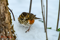 Koperwiek (Turdus iliacus)